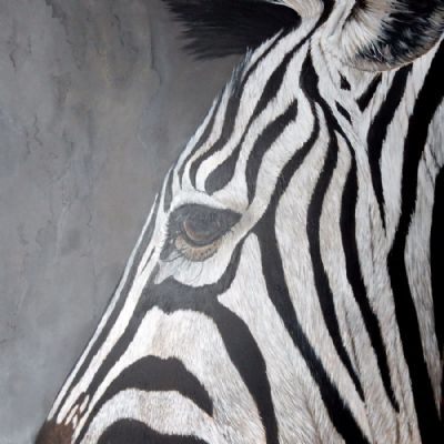 zebra